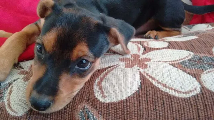 Cachorro raça vira lata idade 2 a 6 meses nome a escolher