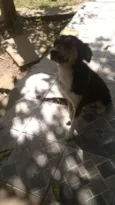 Pretinha