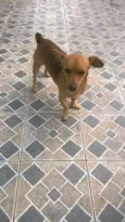 Todinho