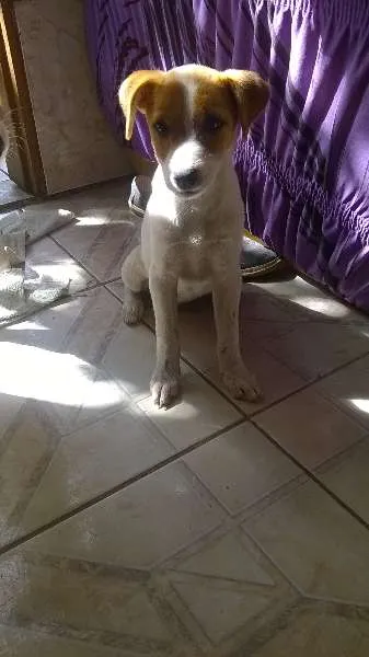 Cachorro ra a vira-lata idade 2 a 6 meses nome Laica