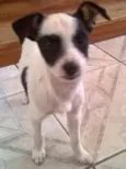 Lila