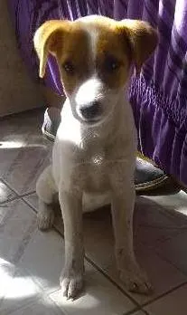 Cachorro ra a vira-lata idade 2 a 6 meses nome Laica