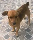 Todinho