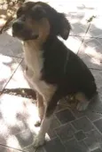 Pretinha