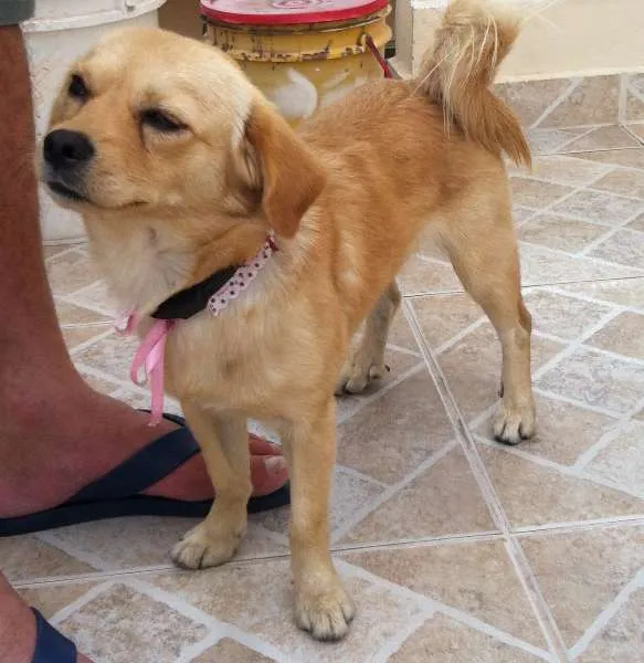 Cachorro ra a N/D idade 7 a 11 meses nome Lilica
