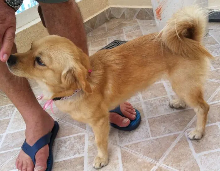 Cachorro ra a N/D idade 7 a 11 meses nome Lilica