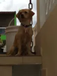Lilica