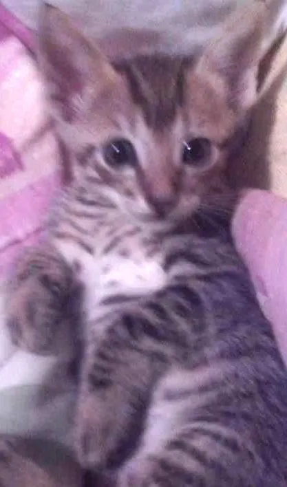 Gato ra a vira-latas idade 2 a 6 meses nome sem nomes 
