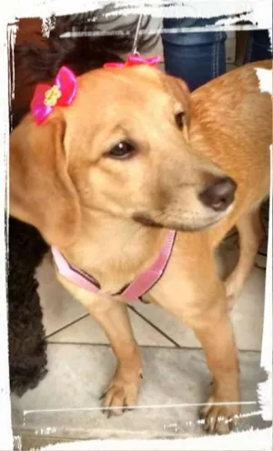 Cachorro raça Não defenida idade 2 a 6 meses nome Cinderela
