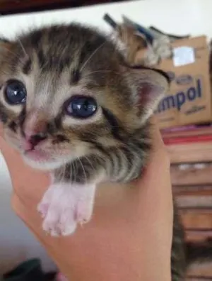 Gato raça  idade Abaixo de 2 meses nome Não possuem nomes a