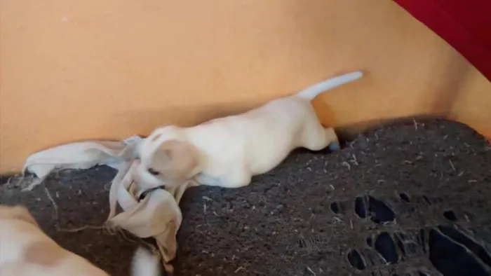 Cachorro ra a raça não definida  idade Abaixo de 2 meses nome Sem nome 