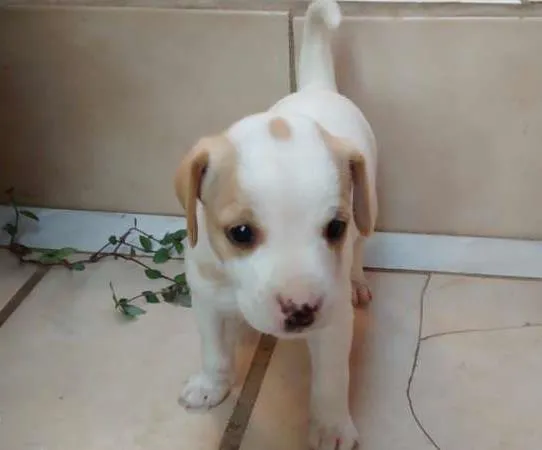Cachorro ra a raça não definida  idade Abaixo de 2 meses nome Sem nome 