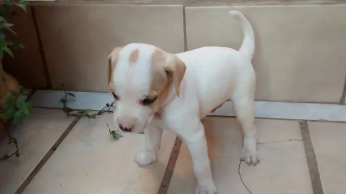 Cachorro ra a raça não definida  idade Abaixo de 2 meses nome Sem nome 