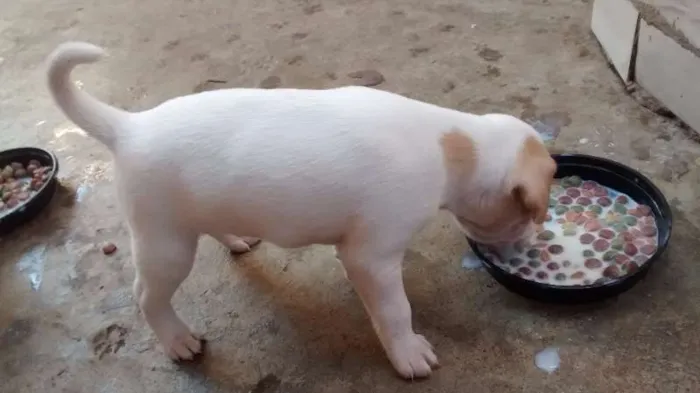 Cachorro ra a raça não definida  idade Abaixo de 2 meses nome Sem nome 