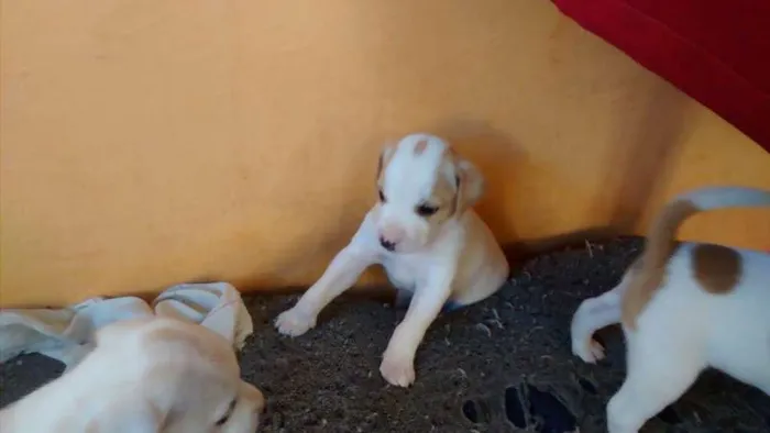 Cachorro ra a raça não definida  idade Abaixo de 2 meses nome Sem nome 