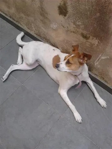 Cachorro raça SRD idade 1 ano nome Princesa