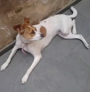 Cachorro raça SRD idade 1 ano nome Princesa