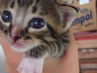 Gato raça  idade Abaixo de 2 meses nome Não possuem nomes a