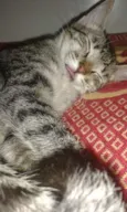 Tigresa