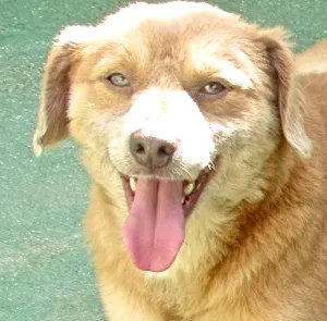 Cachorro ra a  idade 2 anos nome CARAMELO