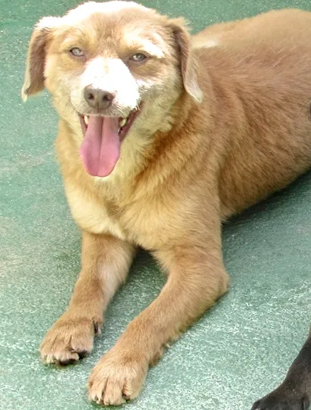 Cachorro ra a  idade 2 anos nome CARAMELO