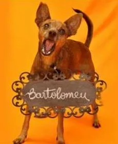 Cachorro raça PINSCHER idade 5 anos nome BARTOLOMEU