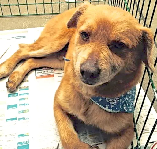 Cachorro ra a  idade 2 anos nome CARAMELO