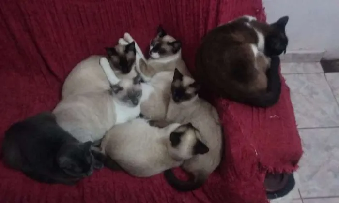 Gato ra a siames idade 7 a 11 meses nome Não tem