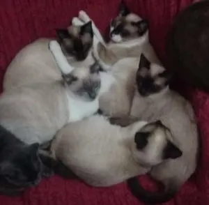 Gato raça siames idade 7 a 11 meses nome Não tem