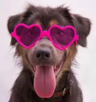 Cachorro ra a SRD idade 2 anos nome Dalila