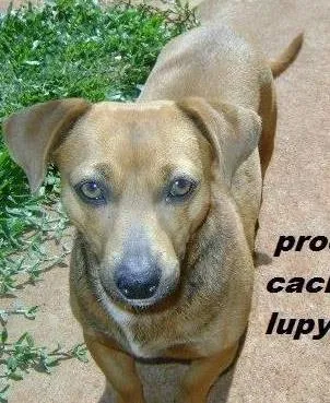 Cachorro ra a mestiço cofap idade 6 ou mais anos nome lupy GRATIFICA