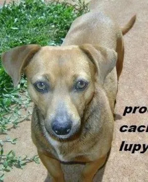 Cachorro raça mestiço cofap idade 6 ou mais anos nome lupy GRATIFICA