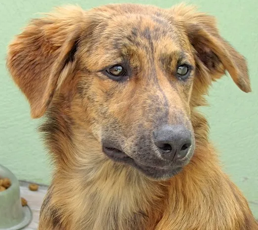 Cachorro ra a  idade 2 a 6 meses nome NATASCHA FILHOTE