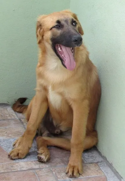 Cachorro ra a  idade 7 a 11 meses nome ATHOS FILHOTE
