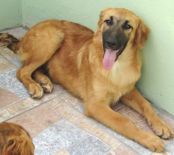 Cachorro ra a  idade 7 a 11 meses nome ATHOS FILHOTE