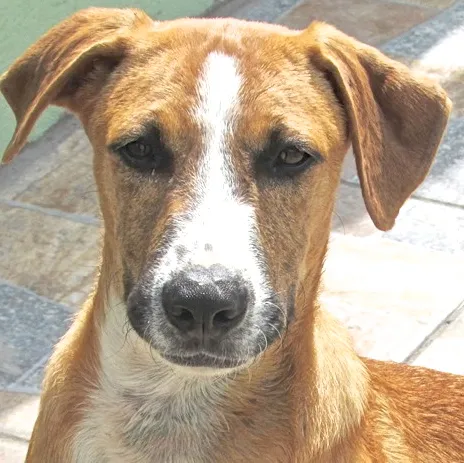 Cachorro ra a  idade 1 ano nome ZEUS 