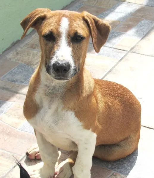 Cachorro ra a  idade 1 ano nome ZEUS 