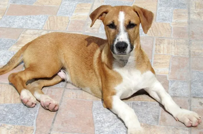 Cachorro ra a  idade 1 ano nome ZEUS 