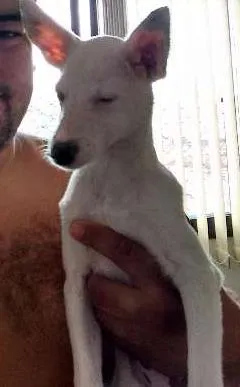 Cachorro ra a  idade 2 a 6 meses nome duda