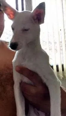 Cachorro ra a  idade 2 a 6 meses nome duda