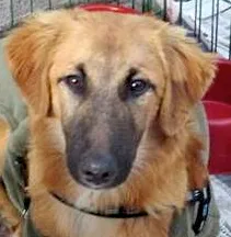 Cachorro ra a  idade 7 a 11 meses nome ATHOS FILHOTE