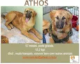 ATHOS FILHOTE
