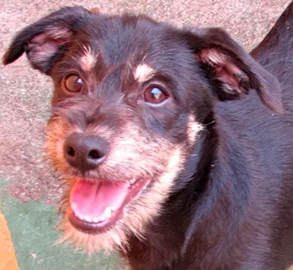 Cachorro ra a  idade 2 a 6 meses nome OTTO PEQUENO