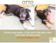 OTTO PEQUENO