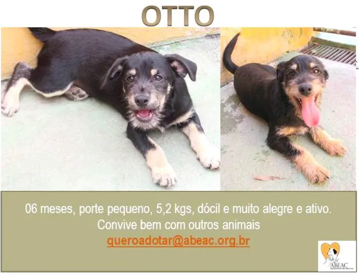 Cachorro ra a  idade 2 a 6 meses nome OTTO PEQUENO