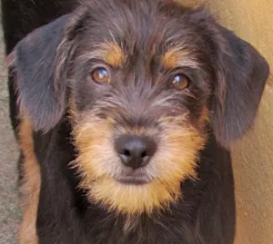 Cachorro raça  idade 7 a 11 meses nome MILENA BEBEZINHA