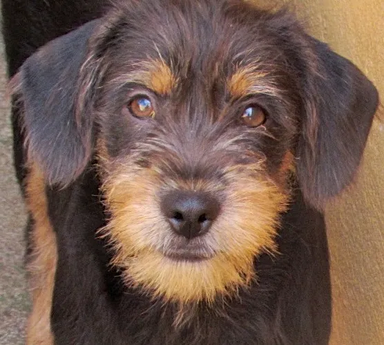 Cachorro ra a  idade 7 a 11 meses nome MILENA BEBEZINHA
