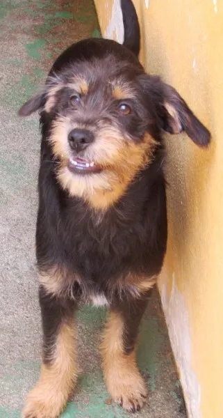 Cachorro ra a  idade 7 a 11 meses nome MILENA BEBEZINHA