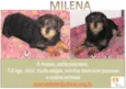 MILENA BEBEZINHA