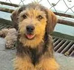 Cachorro ra a  idade 2 a 6 meses nome CAROL BEBEZINHA